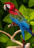 Giới Thiệu Về Vẹt Nam Mỹ Cánh Xanh (Green Winged Macaw)