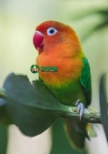 Giới Thiệu Về Vẹt Mẫu Đơn (Love Bird)