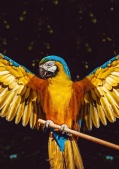 Loài Vẹt Blue And Gold Macaw