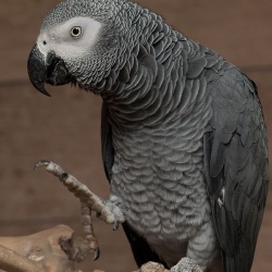 Vẹt African Grey (Vẹt Xám Châu Phi)