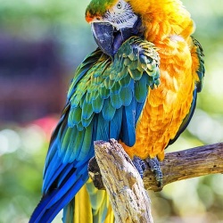Vẹt Catalina Macaw (BG & Scarlet)
