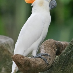 Vẹt Citron Cockatoo