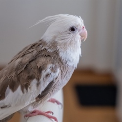 Vẹt Cockatiel White Face