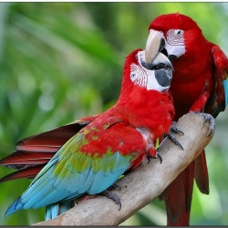 Vẹt Green Winged Macaw