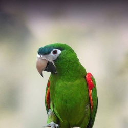 Vẹt Hahn's Macaw (Mini Macaw)