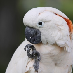 Vẹt Moluccan Cockatoo