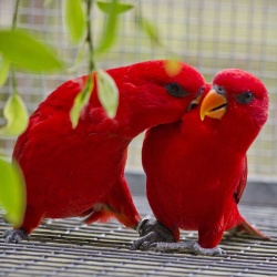 Vẹt Red Lory