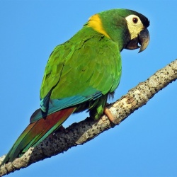 Vẹt Yellow Collared Macaw
