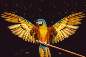 Loài Vẹt Blue And Gold Macaw