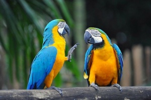 Vẹt Blue and Gold – Loài vẹt Nam Mỹ năng động và dễ thương