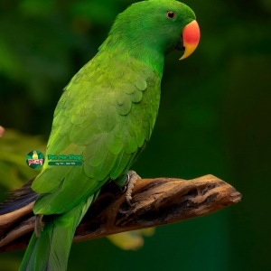 Giới Thiệu Về Loài Vẹt Eclectus: Một Loài Chim Cảnh Độc Đáo và Nổi Bật