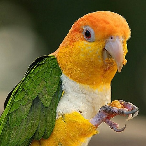 Vẹt Caique Yellow Thighed (White-Bellied)