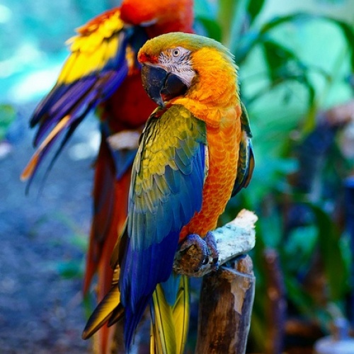 Vẹt Camelot Macaw (Catalina & Scarlet)