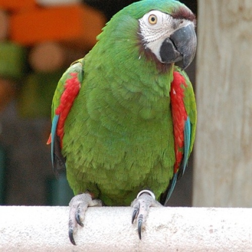 Vẹt Chestnut Macaw