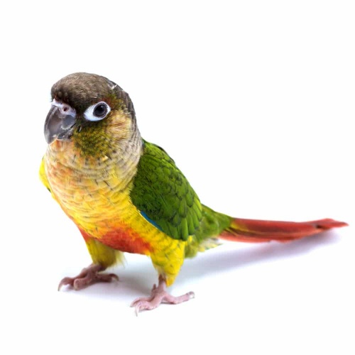 Vẹt Green Cheeked Conure