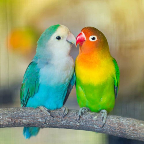 Vẹt Lovebird