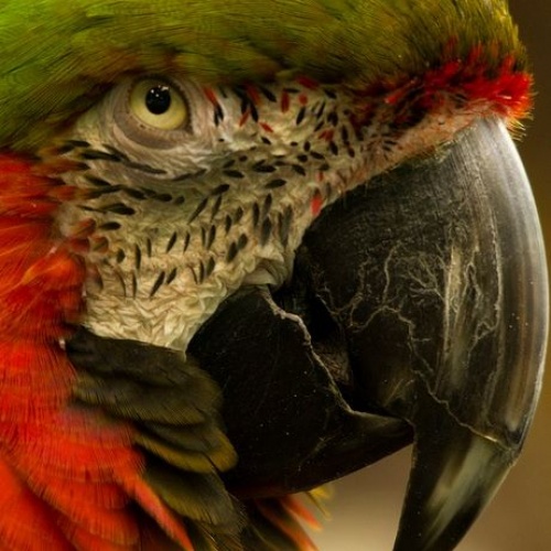 Vẹt Macaw Harlequin