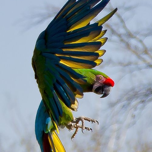 Vẹt Military Macaw