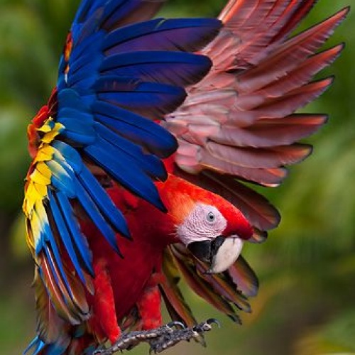 Vẹt Scarlet Macaw