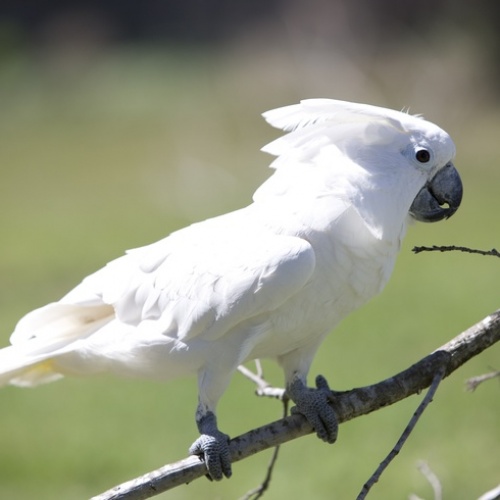 Vẹt Umbrella Cockatoo