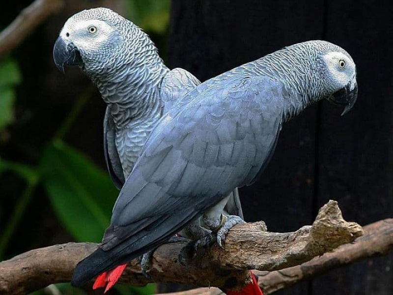 Vẹt African Grey (Vẹt Xám Châu Phi)