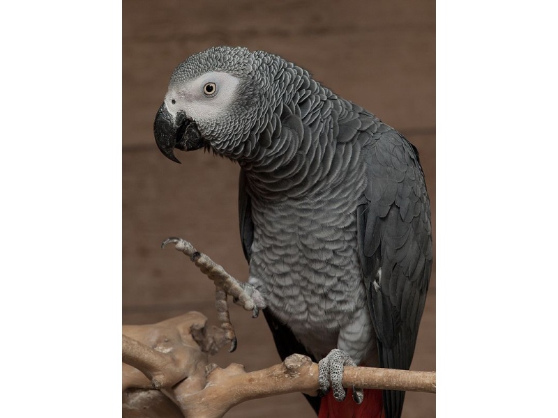 Vẹt African Grey (Vẹt Xám Châu Phi)