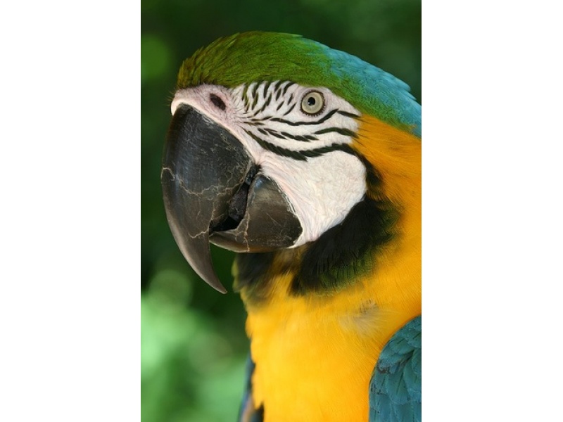 Vẹt Blue And Gold Macaw