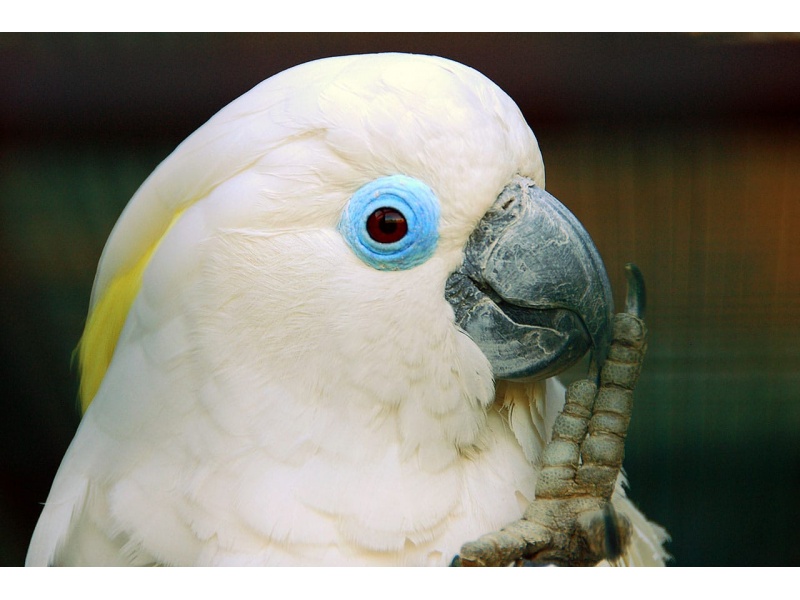 Vẹt Blue Eyed Cockatoo (Vẹt Mắt Xanh)