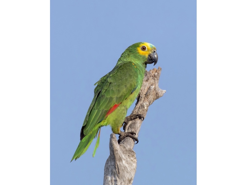 Vẹt Blue Fronted Amazon