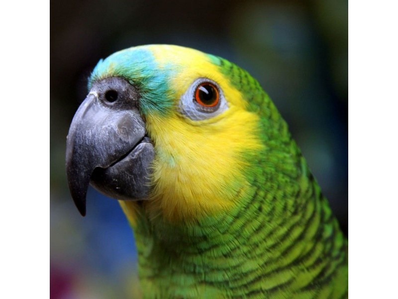 Vẹt Blue Fronted Amazon