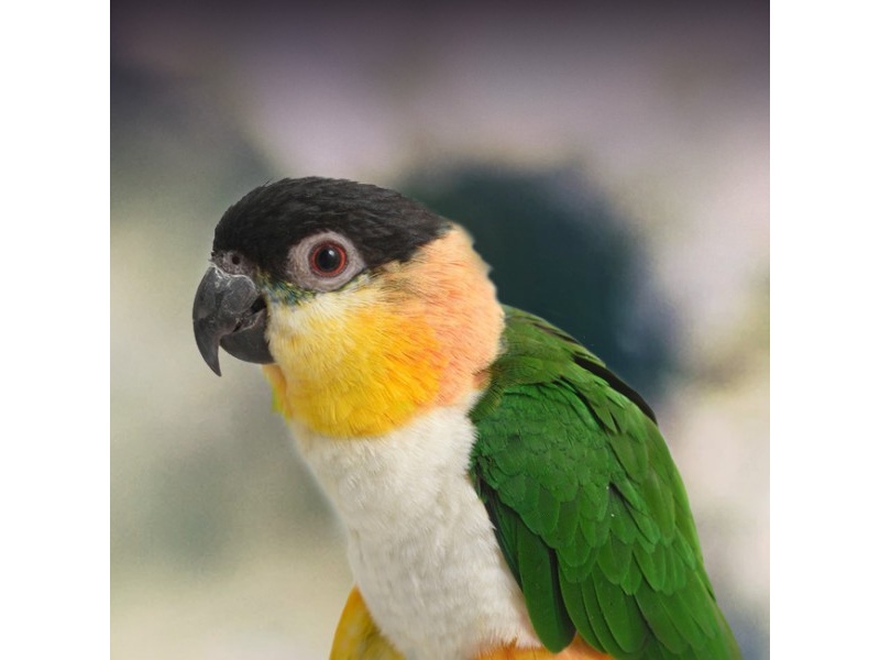 Vẹt Caique Black Headed