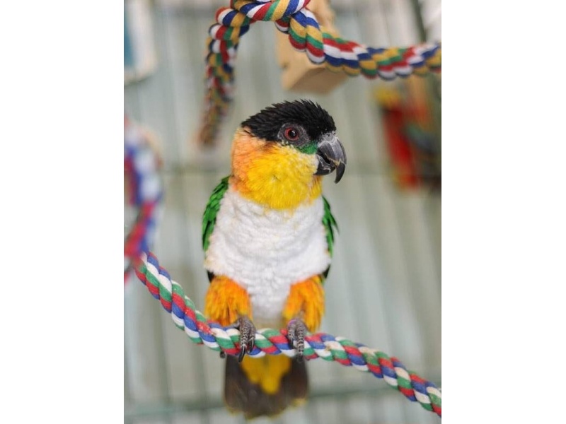 Vẹt Caique Black Headed