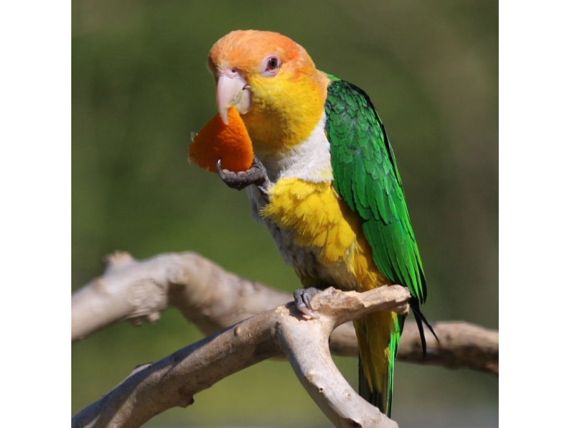 Vẹt Caique Yellow Thighed (White-Bellied)