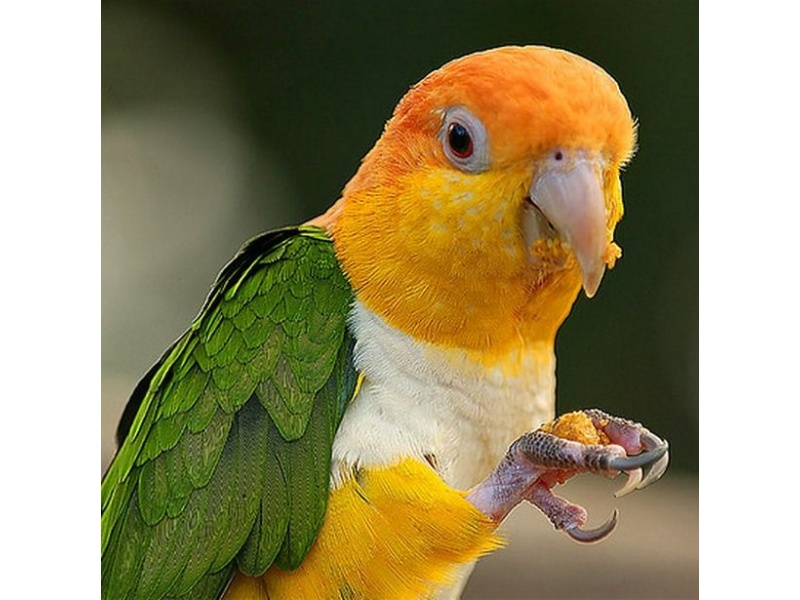 Vẹt Caique Yellow Thighed (White-Bellied)