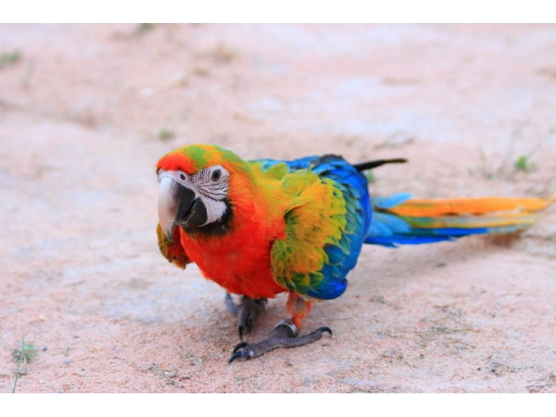 Vẹt Camelot Macaw (Catalina & Scarlet)