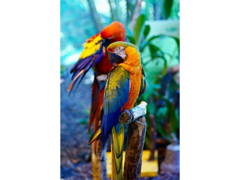 Vẹt Camelot Macaw (Catalina & Scarlet)