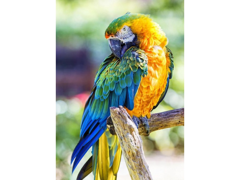 Vẹt Catalina Macaw (BG & Scarlet)