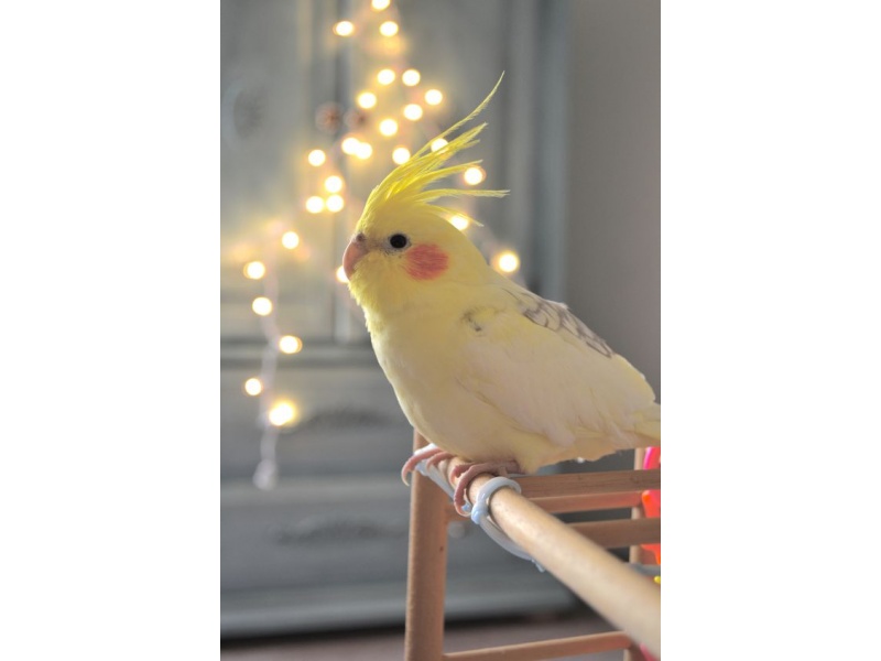 Vẹt Cockatiel Lutino