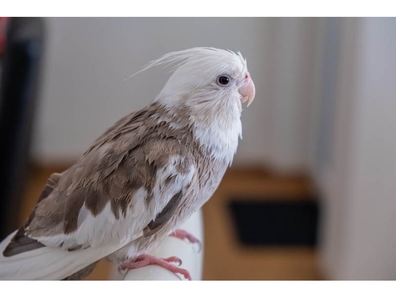 Vẹt Cockatiel White Face