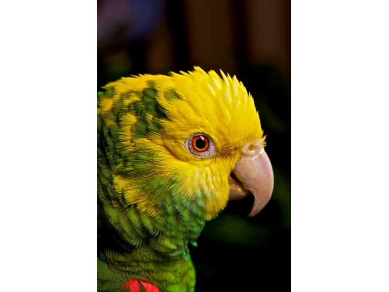 Vẹt Double Yellow Headed Amazon