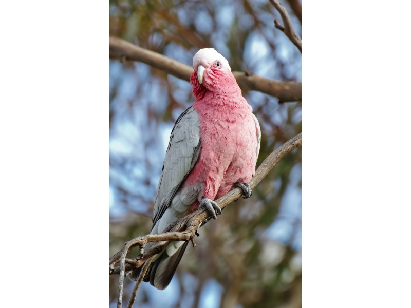 Vẹt Galah Cockatoo (Rose Brested)