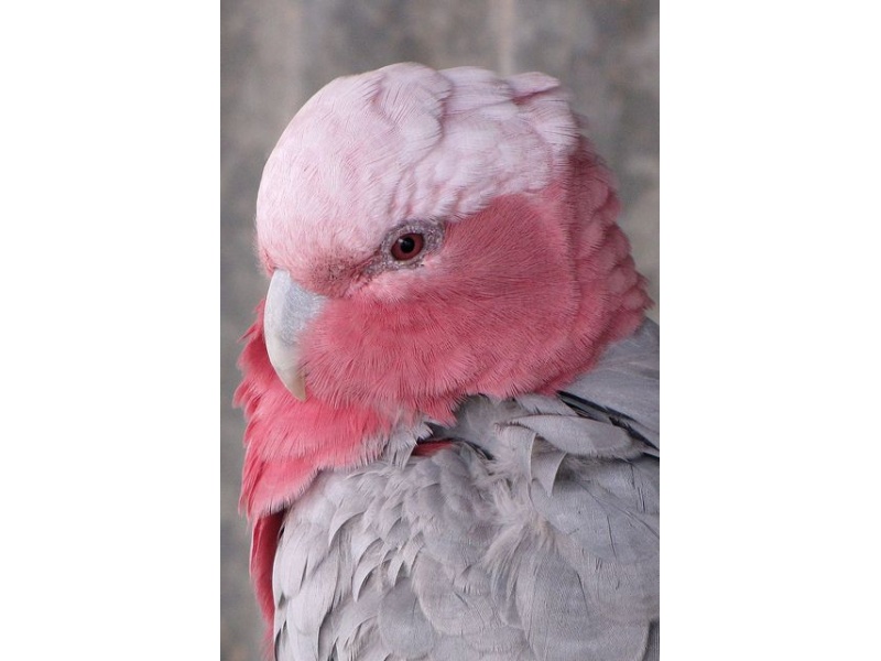 Vẹt Galah Cockatoo (Rose Brested)