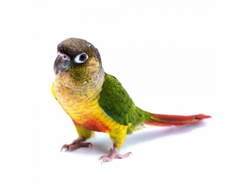 Vẹt Green Cheeked Conure