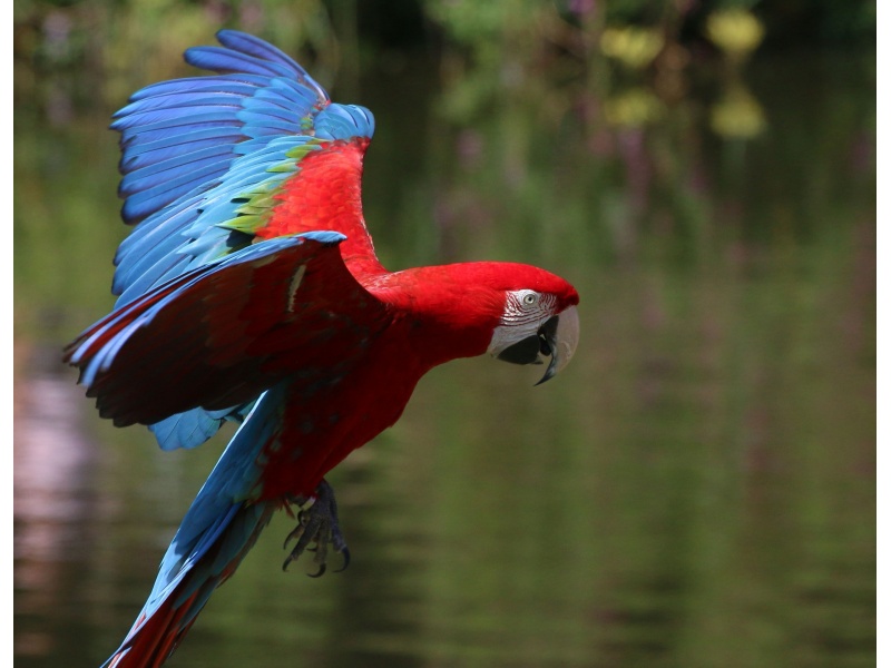 Vẹt Green Winged Macaw