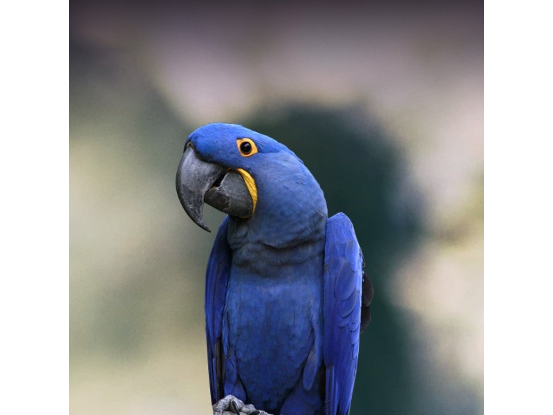 Vẹt Hyacinth Macaw