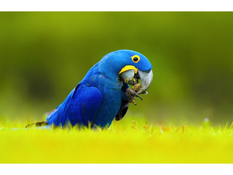 Vẹt Hyacinth Macaw