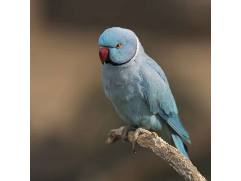 Vẹt Indian Ringneck