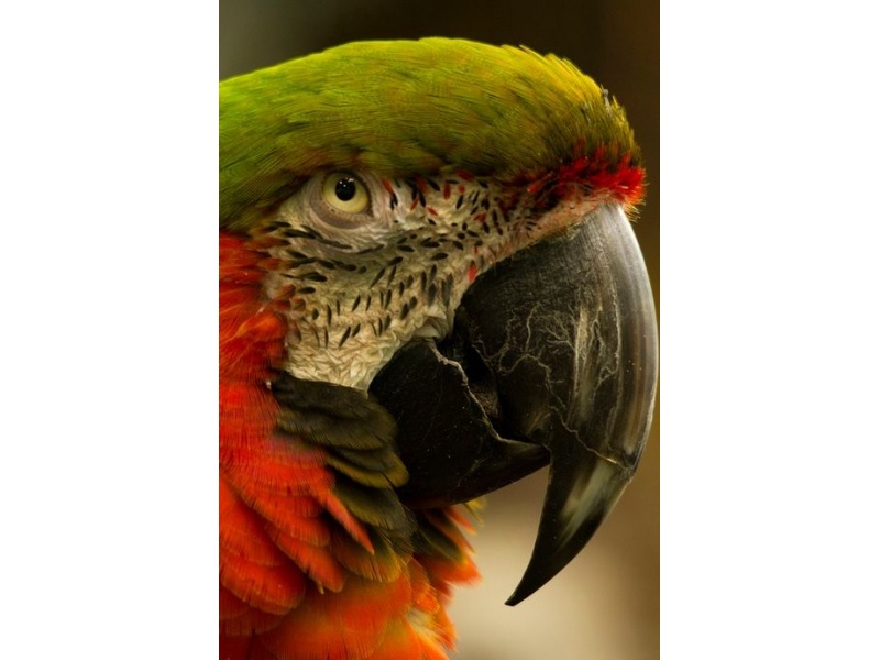 Vẹt Macaw Harlequin