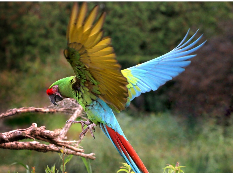 Vẹt Military Macaw