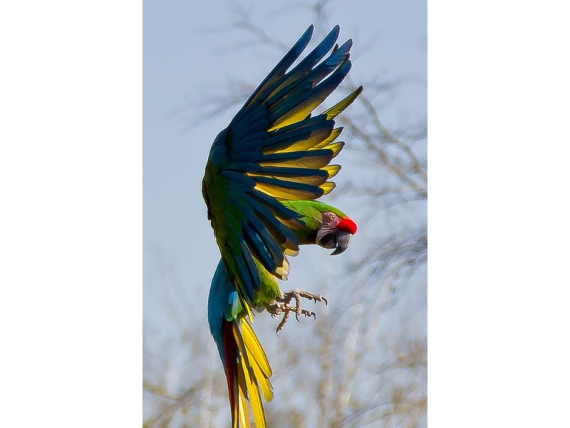 Vẹt Military Macaw